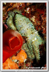 Octopus whit ascidia (Halocynthia papillosa). by Ferdinando Meli 